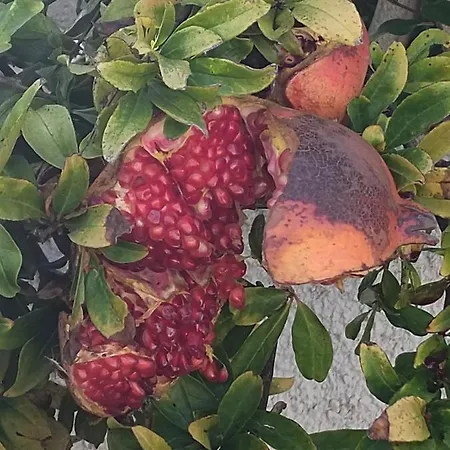 Olga Is Your Rest With Pleasure بينيسا